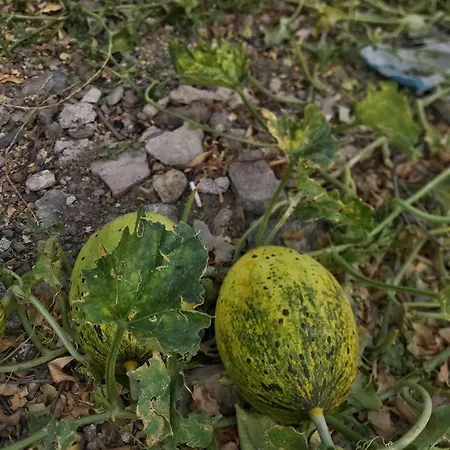 Lägenhetshotell Kardelen Apart *